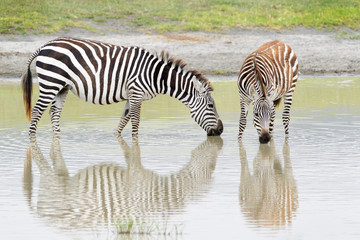 Fototapeta na wymiar Common or Plains Zebra (Equus quagga) mother with foal drinking water with reflection, Ngorongoro crater national park, Tanzania