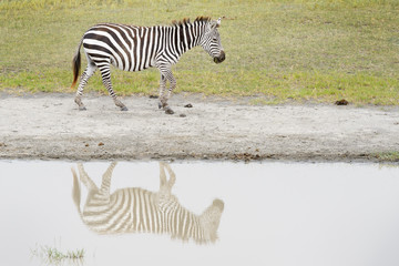 Fototapeta na wymiar Common or Plains Zebra (Equus quagga) walking at river bank with reflection, Ngorongoro crater national park, Tanzania