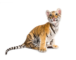 Two months old tiger cub sitting against white background © Eric Isselée