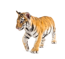 Two months old tiger cub walking against white background