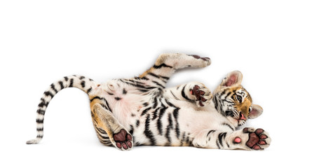 Two months old tiger cub lying against white background