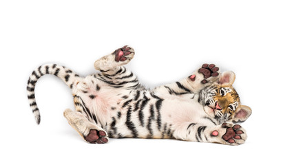 Two months old tiger cub lying against white background