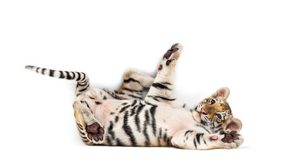 Two months old tiger cub lying against white background