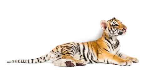 Two months old tiger cub lying against white background