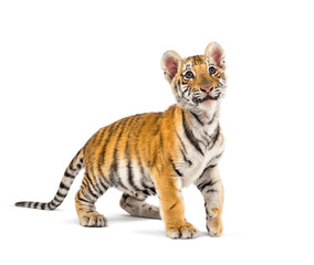 Two months old tiger cub standing against white background