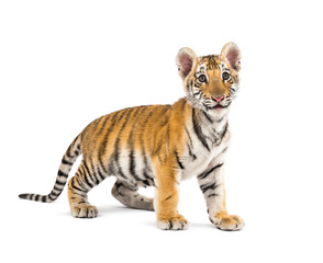 Two months old tiger cub standing against white background