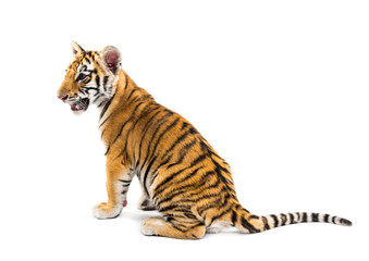 Two months old tiger cub sitting against white background