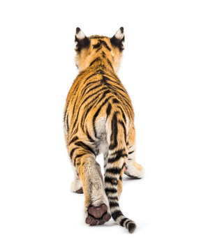 Back view of a two months old tiger cub walking, isolated on white