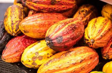 Cacau a fruta  do chocolate