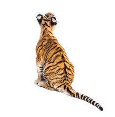 Back view on a two months old tiger cub sitting, isolated on white