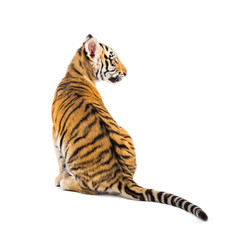 Back view on a two months old tiger cub sitting, isolated on white