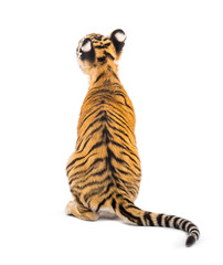 Back view on a two months old tiger cub sitting, isolated on white