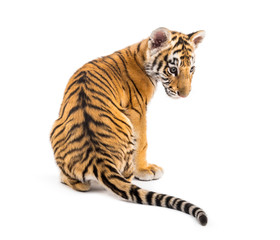 Obraz premium Back view Two months old tiger cub sitting against white
