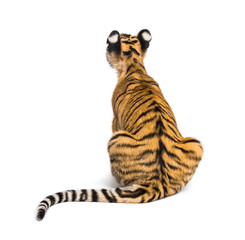 Back view on a two months old tiger cub sitting, isolated on white