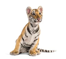 Poster Two months old tiger cub sitting against white background © Eric Isselée