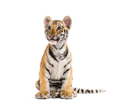Two months old tiger cub sitting against white background