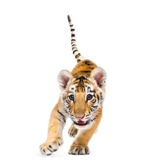 Foto op Canvas Two months old tiger cub standing against white background © Eric Isselée