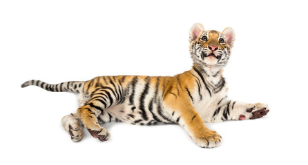 Two months old tiger cub lying against white background © Eric Isselée