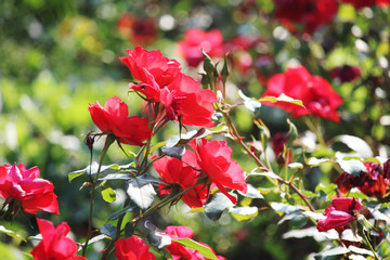 Red roses blooming in a garden	
