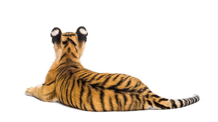 Two months old tiger cub lying against white background