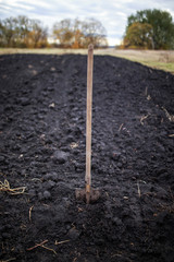 agricultural landscape with shovel stands in the black soil of the land in the vegetable garden on the farm autumn day