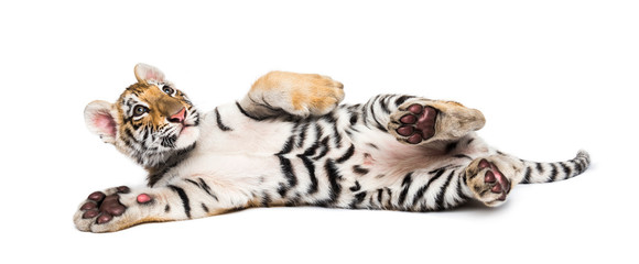 Two months old tiger cub lying against white background © Eric Isselée