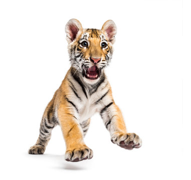 Two months old tiger cub pouncing isolated on white