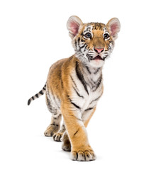 Two months old tiger cub walking against white background