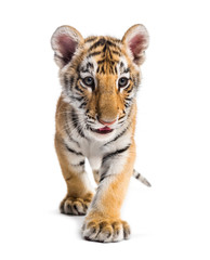 Fototapeta premium Two months old tiger cub walking against white background
