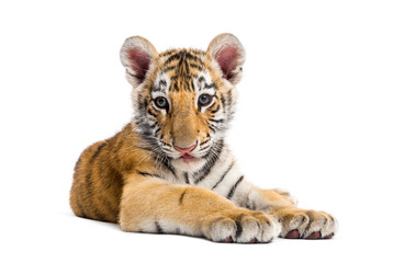 Fototapeta premium Two months old tiger cub lying against white background