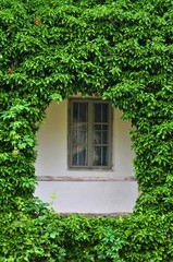 a window in a wall of ivy