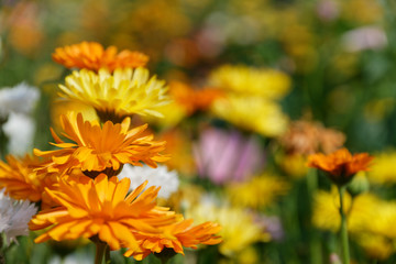 Blumenwiese mit Ringelblumen