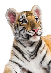 Close-up on a Two months old tiger cub against white background