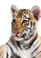 Close-up on a Two months old tiger cub against white background