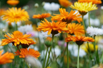 Blumenwiese mit Ringelblumen