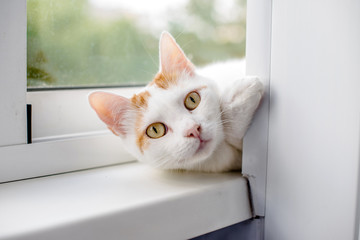 White cat lying on the windowsill on the balcony 