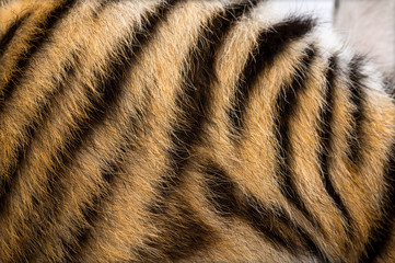 Close up of two months old tiger cubs fur