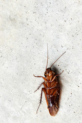 Top view of a dead cockroach on a gray cement floor.