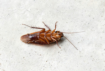 Top view of a dead cockroach on a gray cement floor.