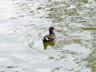 Gallinula chloropus | Die Teichralle oder Teichhuhn. Ausgewachsener Vogel mit rote Stirnplatte, roten und gelber Schnabel mitten in einem Teich schwimmen