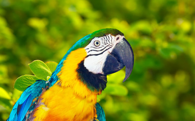 Head of Green-winged macaw