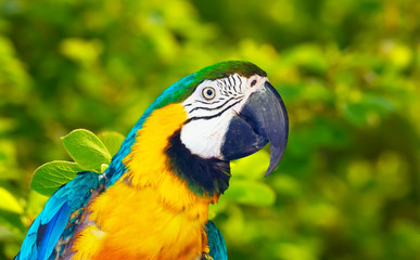Obraz premium Head of Green-winged macaw