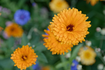 Blumenwiese mit Ringelblumen