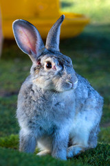 Bunny rabbit in farm