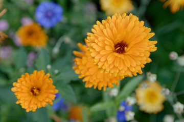 Blumenwiese mit Ringelblumen