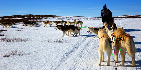 A team of husky sled dogs running on a snowy wilderness road in Iceland