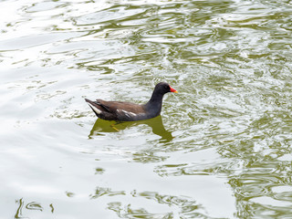 Gallinula chloropus | Die Teichralle oder Teichhuhn mitten in einem Teich schwimmen