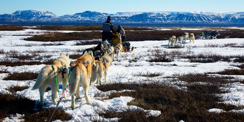 A team of husky sled dogs running on a snowy wilderness road in Iceland © Tazzjang