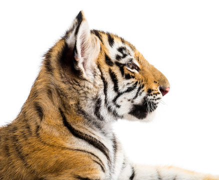 Two months old tiger cub against white background