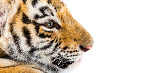 Close up of, Two months old tiger cub against white background